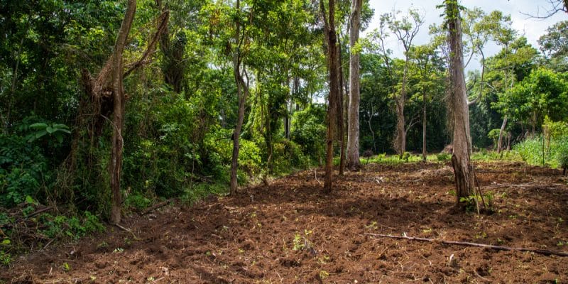MADAGASCAR : le gouvernement, dénoncé pour son inaction face à la déforestation©Alexwilko/Shutterstock