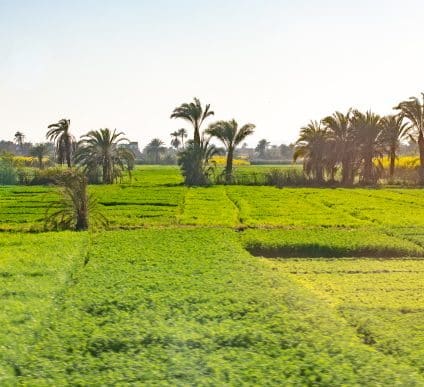 ALGERIA: A Scientific committee in Algiers for development of sustainable agriculture© Dmytro Hai/Shutterstock