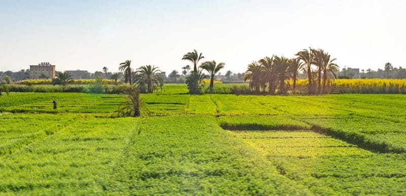 ALGERIA: A Scientific committee in Algiers for development of sustainable agriculture© Dmytro Hai/Shutterstock