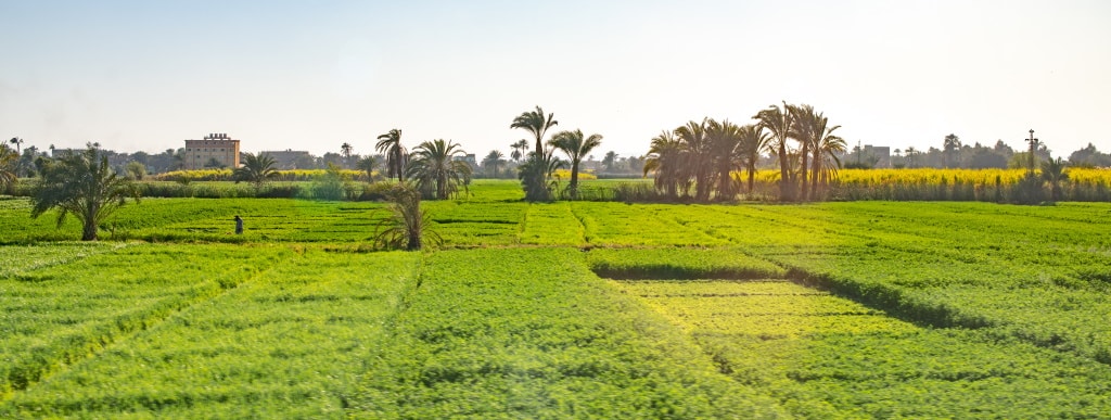 ALGÉRIE : à Alger, un comité scientifique pour le développement de l’agriculture durable© Dmytro Hai/Shutterstock