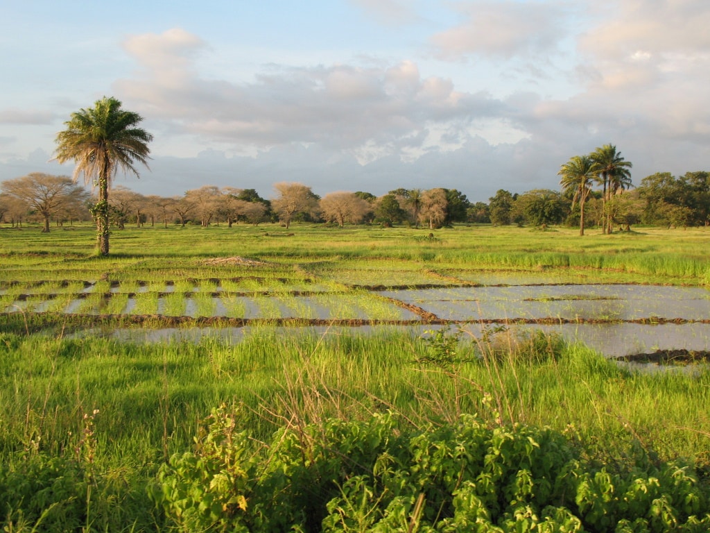 SÉNÉGAL : dans la vallée du fleuve Sénégal, l’agriculture intelligente face au climat © Cesar J. Pollo/Shutterstock