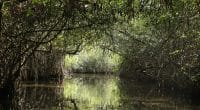 BÉNIN : la FAO soutiendra la gestion des écosystèmes de mangroves dans neuf villes ©Cora Unk Photo/Shutterstock