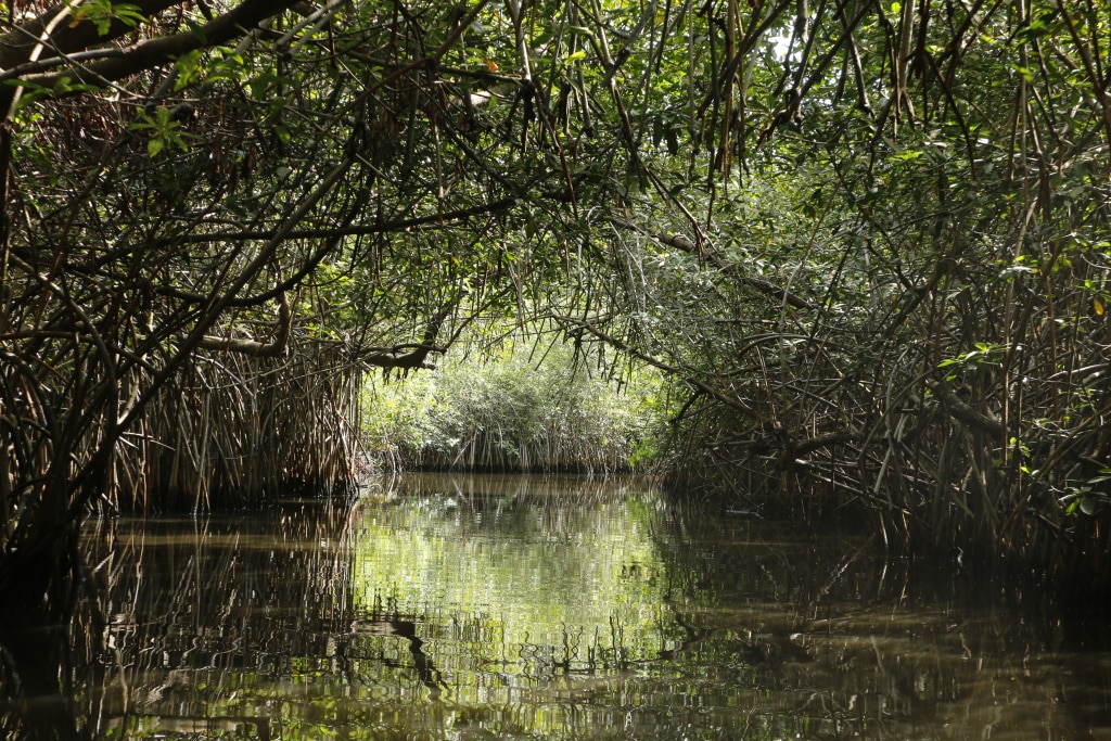 BÉNIN : la FAO soutiendra la gestion des écosystèmes de mangroves dans neuf villes ©Cora Unk Photo/Shutterstock