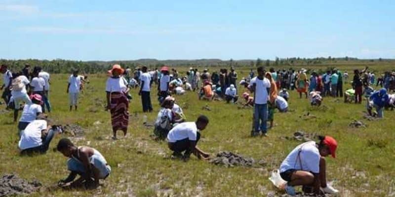 MADAGASCAR : en réponse à la sècheresse, 100 hectares de terres reboisés à Ilaka©AFR100