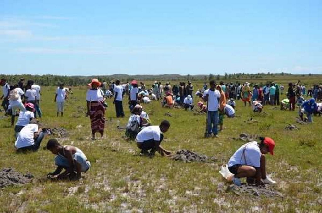 MADAGASCAR: In response to the drought, 100 hectares of land reforested in Ilaka©AFR100