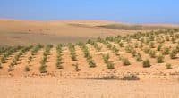 MOROCCO: Stand to Green raises $1M for desalination irrigation and agroforestry ©Tupungato/Shutterstock