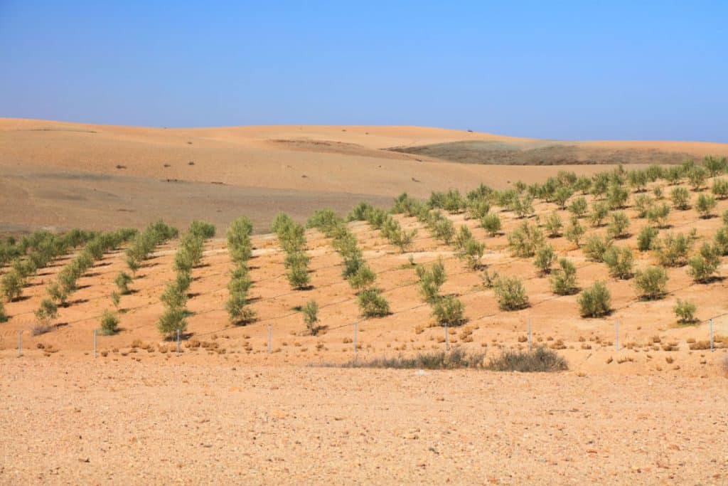 MAROC : Sand to Green lève 1 M$ pour l’irrigation par dessalement et l’agroforesterie©Tupungato/Shutterstock