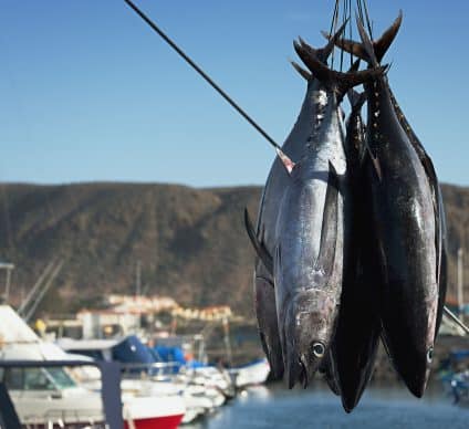 AFRIQUE : la pêche au thon via les DCP sera restreinte dans l’océan Indien©Pavel1964 /Shutterstock