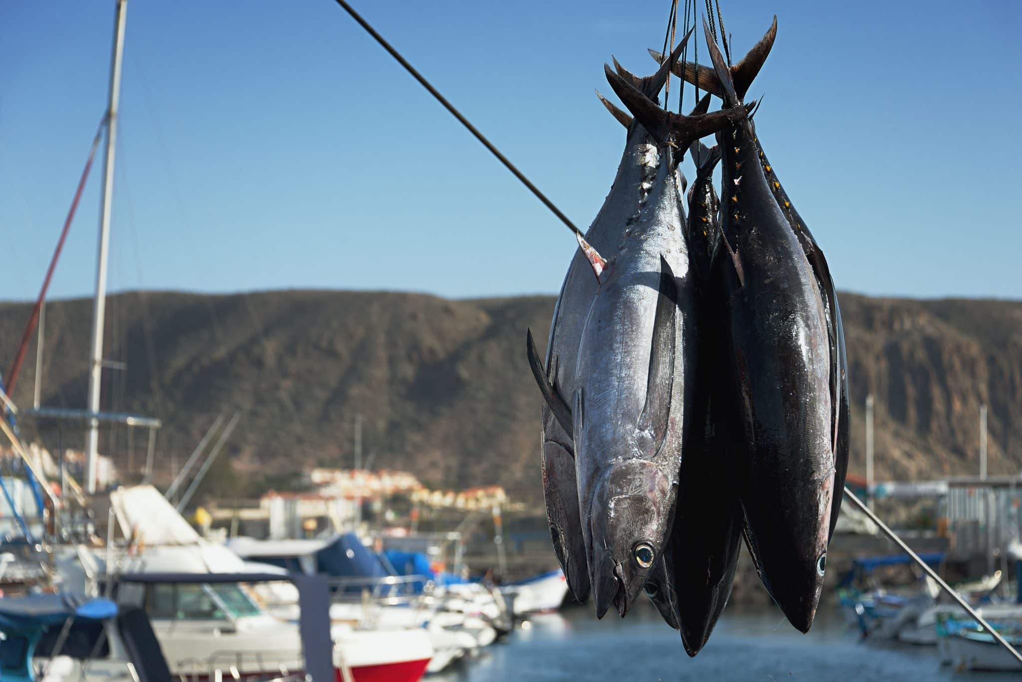 AFRICA: FAD fishing for tuna will be restricted in the Indian