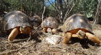MADAGASCAR : WWF alerte sur le trafic de la faune sauvage dans les villes de la Sava© WWF