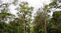 TOGO : une initiative permet la plantation de 10 000 arbres dans la forêt de Goubi©Banque mondiale