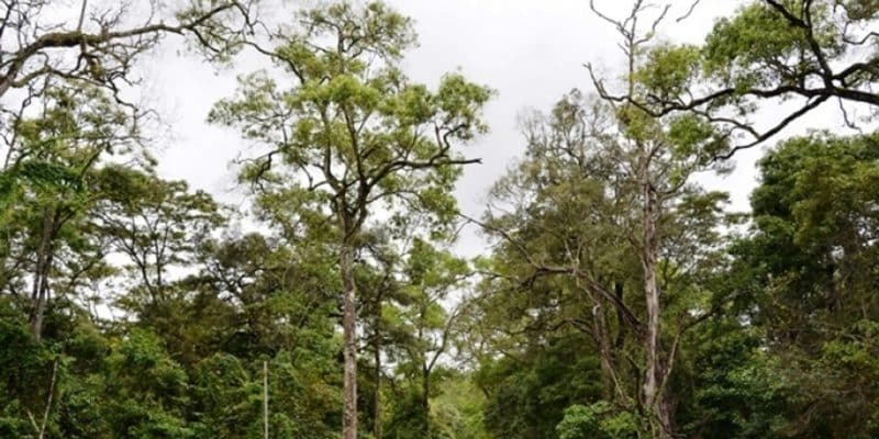 TOGO : une initiative permet la plantation de 10 000 arbres dans la forêt de Goubi©Banque mondiale