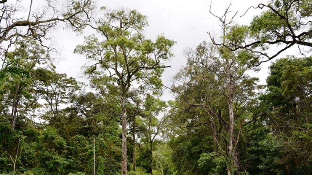 TOGO: An initiative allows the planting of 10,000 trees in the Goubi forest© World Bank
