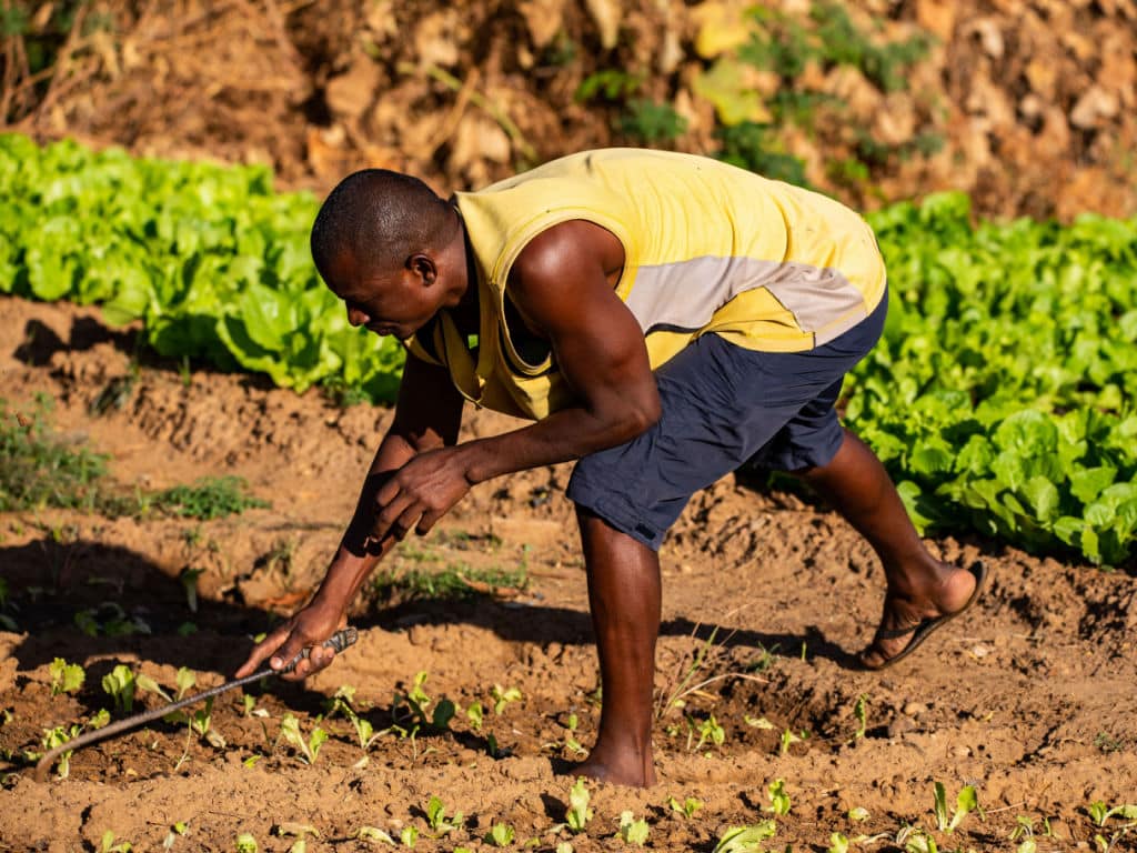 NIGER: BOAD Pledges €35m for Climate Resilient Agriculture©Harmattan Toujours/Shutterstock