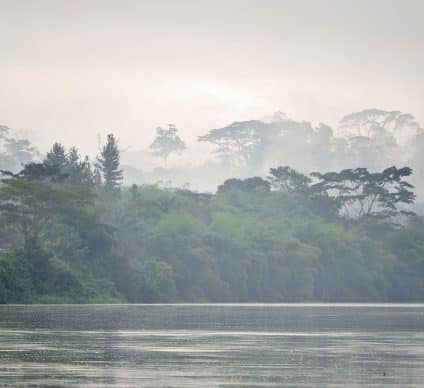 RDC : une étude est lancée pour déterminer le patrimoine forestier du pays©Sergey Uryadnikov/Shutterstock