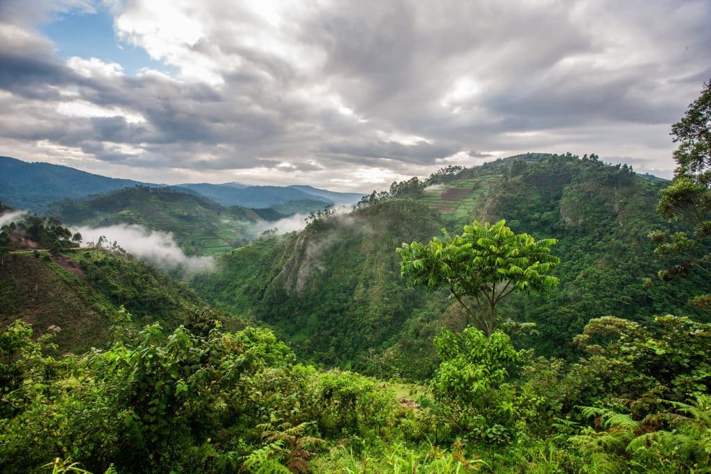 AFRIQUE : les forêts de montagne disparaissent à un rythme inquiétant©Travel Stock/Shutterstock