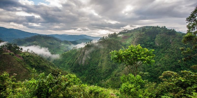 AFRIQUE : les forêts de montagne disparaissent à un rythme inquiétant©Travel Stock/Shutterstock
