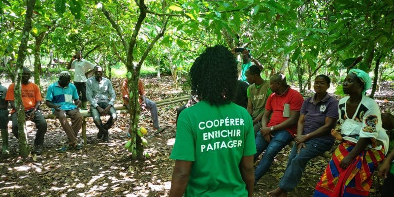 Ivory Coast: In Abengourou, 50,000 tree seedlings distributed for sustainable cocoa© SOCODEVI