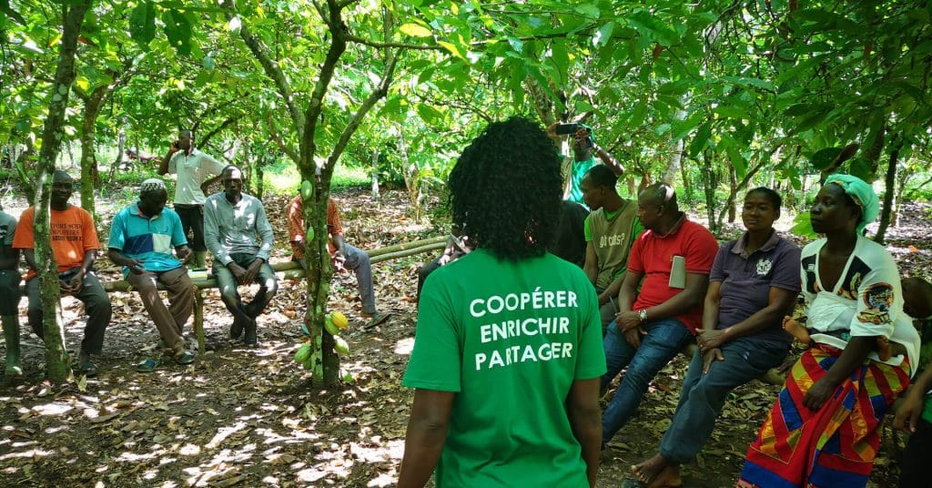CÔTE D’IVOIRE : à Abengourou, 50 000 plants d’arbres distribués pour le cacao durable© SOCODEVI