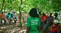 CÔTE D’IVOIRE : à Abengourou, 50 000 plants d’arbres distribués pour le cacao durable© SOCODEVI