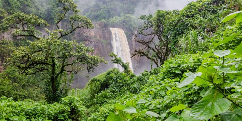 BASSIN DU CONGO: l’organisme Cosmetic Valley finance la cosmétopée forestière ©Fabian Plock /Shutterstock