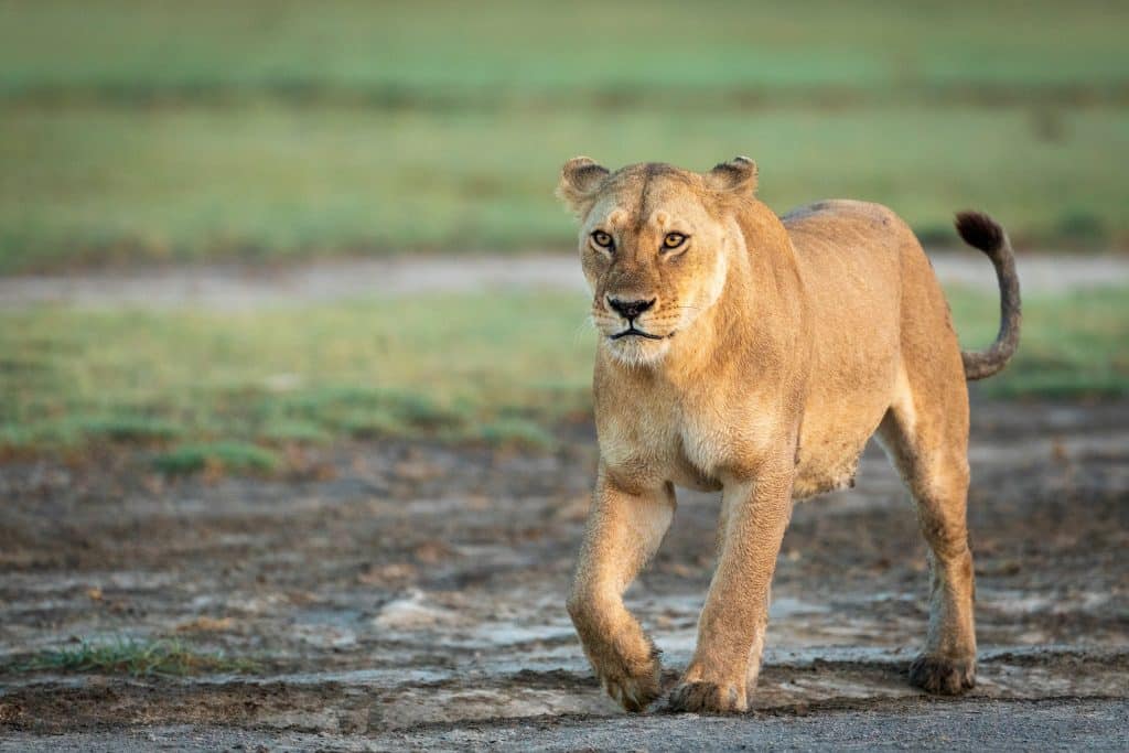 TCHAD : après 20 ans d’absence, le lion réapparait dans le parc national de Sena Oura©Stu PorterShutterstock