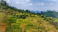 AFRIQUE : le FEM injecte 13 M$ dans le fonds AGRI3 pour l’agriculture durable © Tetyana Dotsenko/Shutterstock
