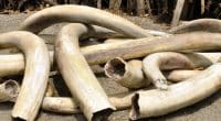 GABON : quatre présumés trafiquants d’ivoire, interpellés à Makokou