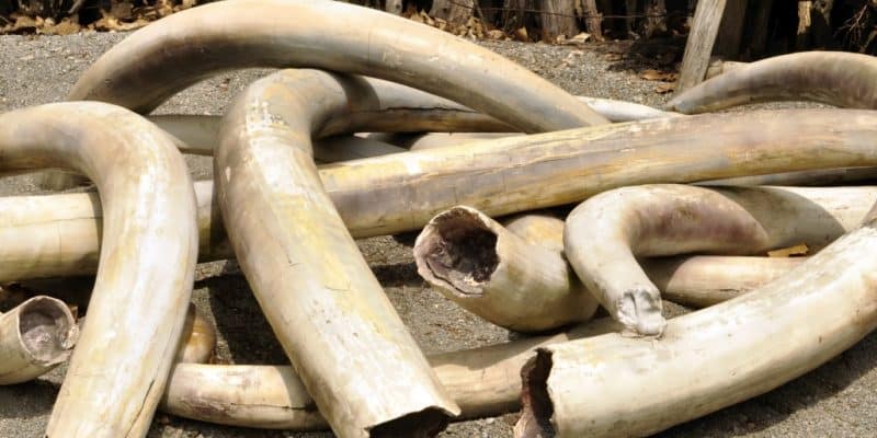 GABON : quatre présumés trafiquants d’ivoire, interpellés à Makokou