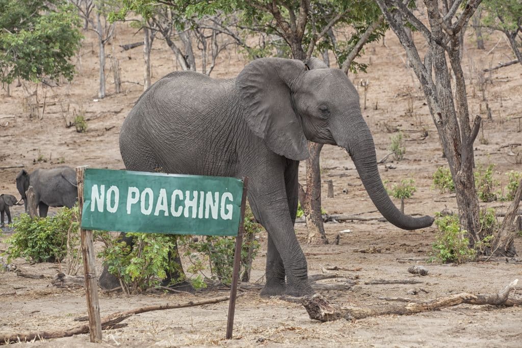 TCHAD : une reprise subite du braconnage d’éléphants inquiète la société civile©Michael Wick/Shutterstock