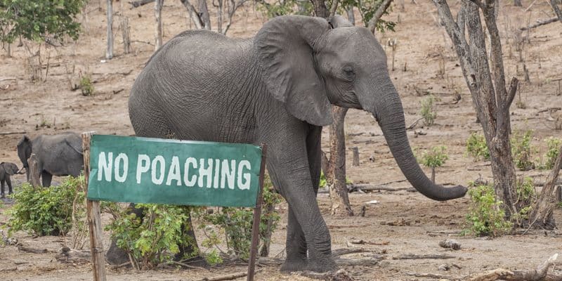 TCHAD : une reprise subite du braconnage d’éléphants inquiète la société civile©Michael Wick/Shutterstock