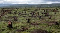AFRIQUE : que peut la loi européenne contre la déforestation importée? ©Dudarev MikhailShutterstock