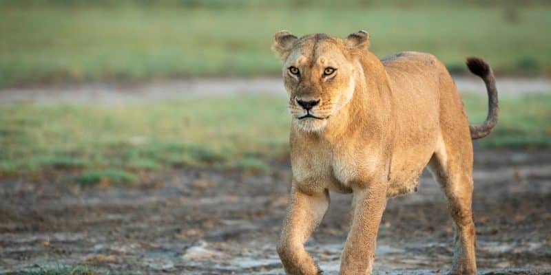 TCHAD : après 20 ans d’absence, le lion réapparait dans le parc national de Sena Oura©Stu PorterShutterstock