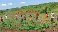 MADAGASCAR : un financement de 227 M$ pour l’agriculture durable face au climat © FIDA