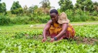 AFRICA: restoring degraded land and drought - what role for women? ©Yaw Niel /Shutterstock