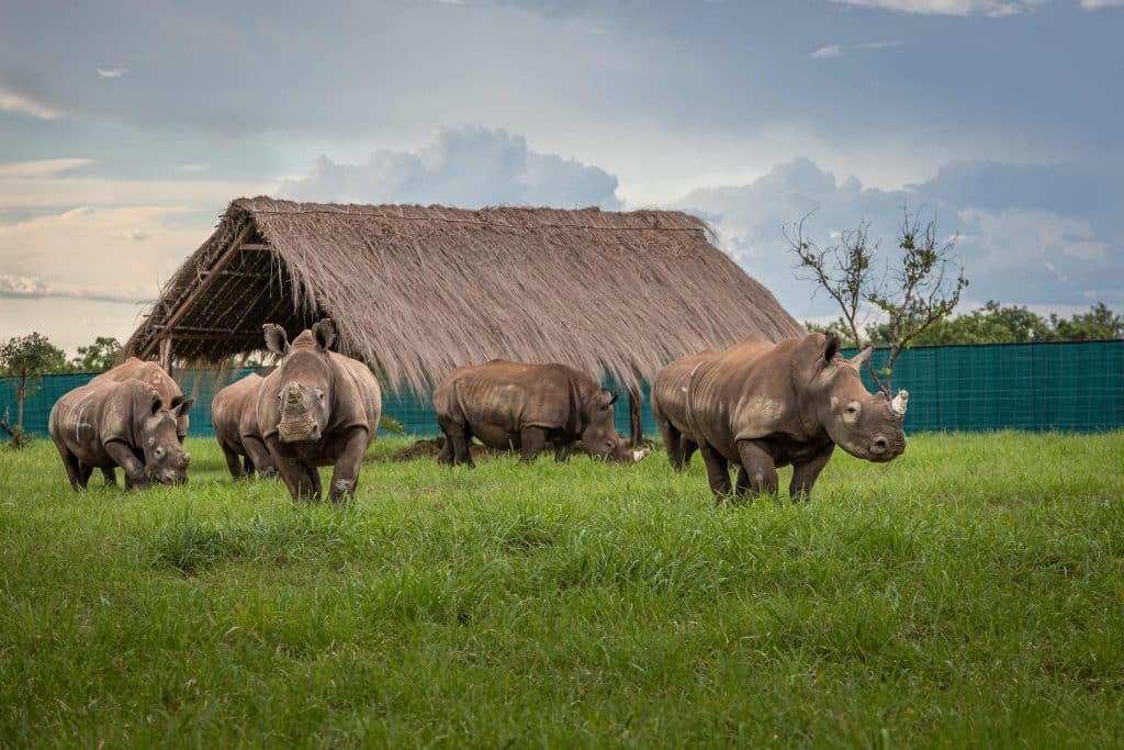 RDC : le rhinocéros débarque dans le parc de la Garamba après 17 ans d’absence © African Parks
