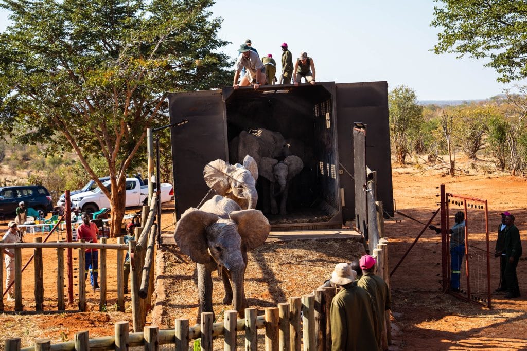 ZIMBABWE : sept éléphanteaux orphelins retournent à la vie sauvage©ZEN