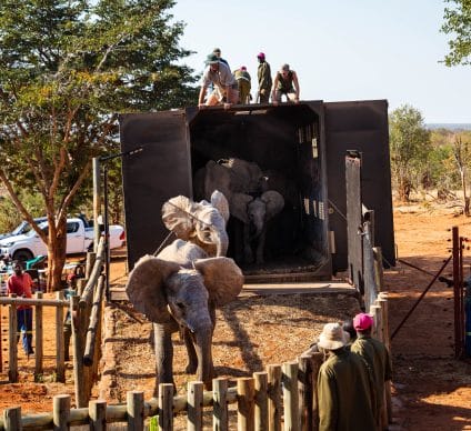 ZIMBABWE : sept éléphanteaux orphelins retournent à la vie sauvage©ZEN