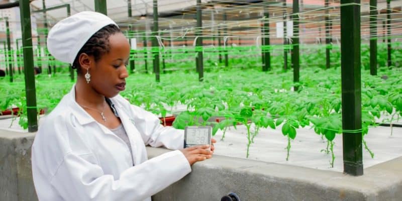 RWANDA : à Musanze, une solution d’agriculture intelligente face au climat ©Onu Femmes