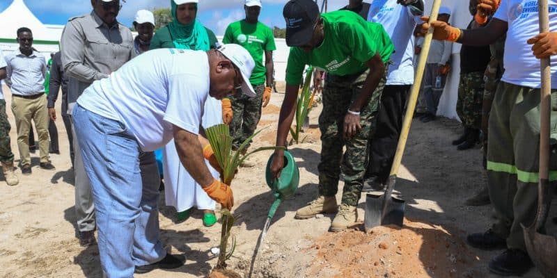 SOMALIE : l’ATMIS plantera 30 000 arbres pour reverdir le pays d’ici décembre 2024 ©ATMIS