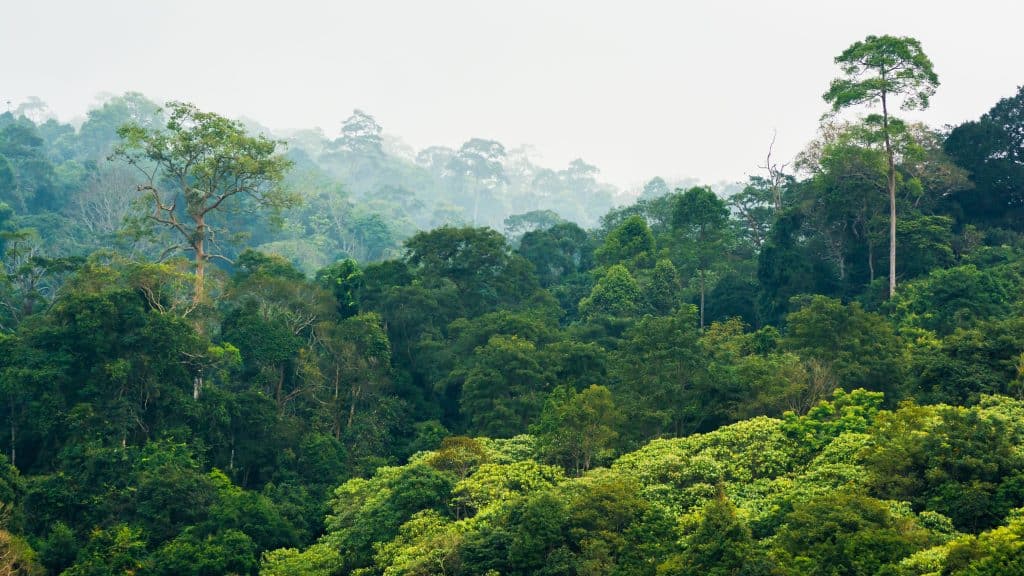 LIBERIA : l’UE accorde 16,5 millions de dollars pour la protection de la biodiversité© sittitap/Shutterstock