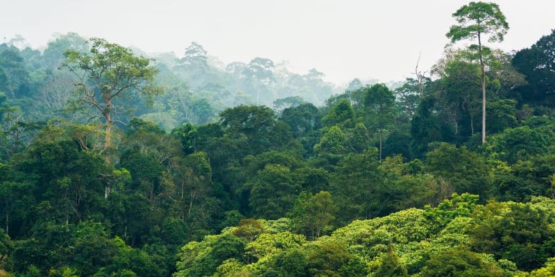 LIBERIA : l’UE accorde 16,5 millions de dollars pour la protection de la biodiversité© sittitap/Shutterstock