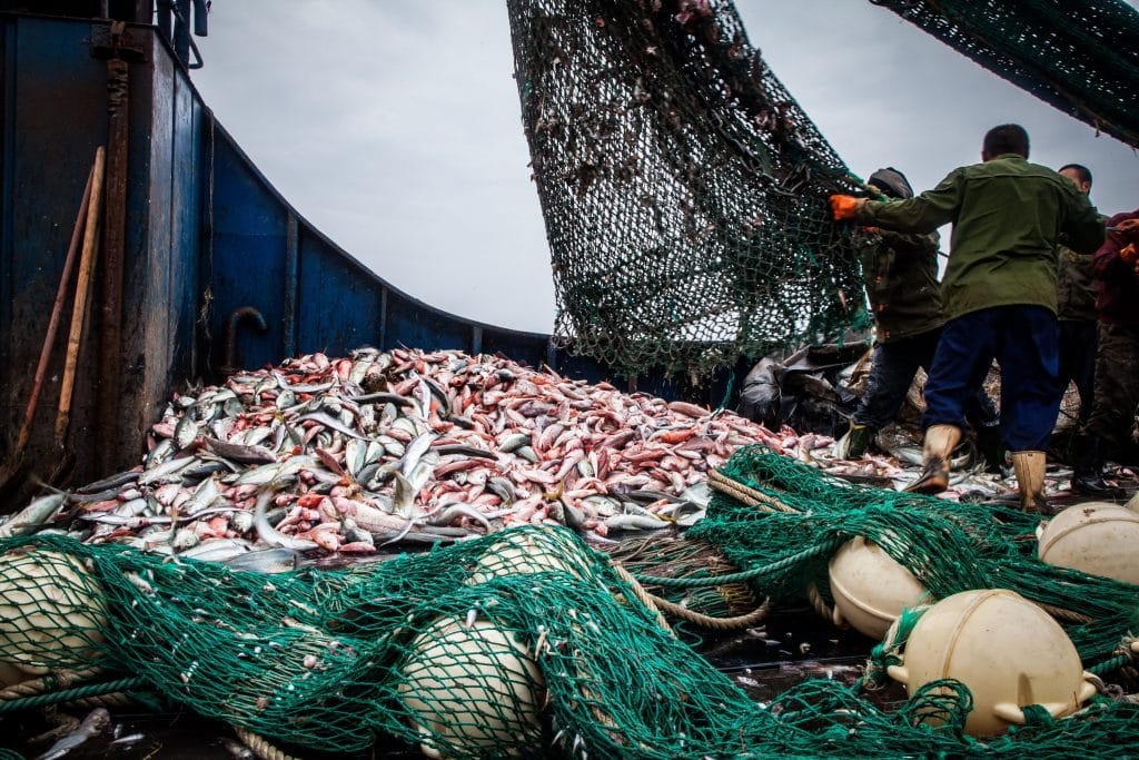 AFRIQUE : 5 juin, des voix s’élèvent contre la pêche illicite et non réglementée©Tara Lambourne/Shutterstock
