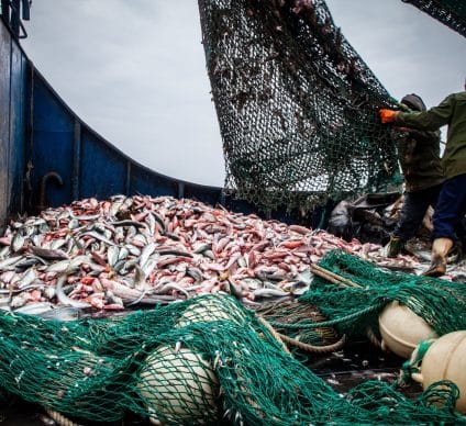 AFRIQUE : 5 juin, des voix s’élèvent contre la pêche illicite et non réglementée©Tara Lambourne/Shutterstock
