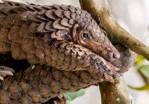 CAMEROON: traditional chiefs say no to pangolin meat©WildAid