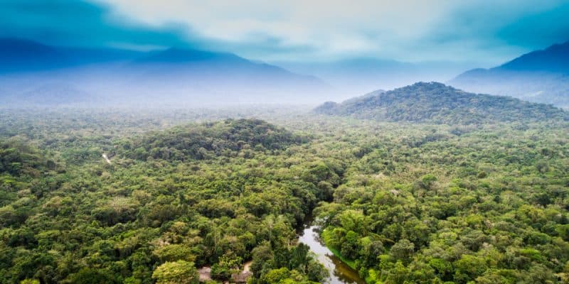 AFRIQUE CENTRALE : quel financement pour les forêts du bassin du Congo ? ©Gustavo Frazao /Shutterstock