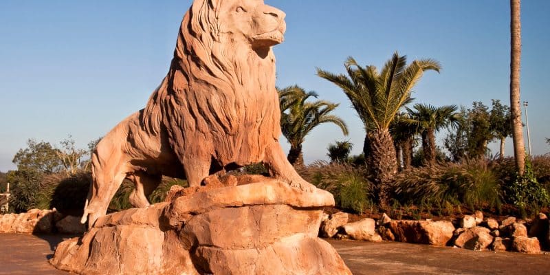 MAROC : voici comment le Jardin zoologique de Rabat s’adapte à la canicule© Jardin Zoologique de Raba/Shutterstock