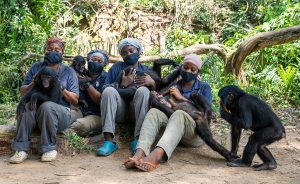 DRC: violence threatens to close the world's only bonobo reserve© Lola ya Bonobo