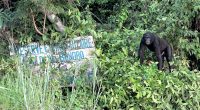 RDC : l’unique réserve de Bonobo au monde risque de fermer, à cause des violences© Lola ya Bonobo