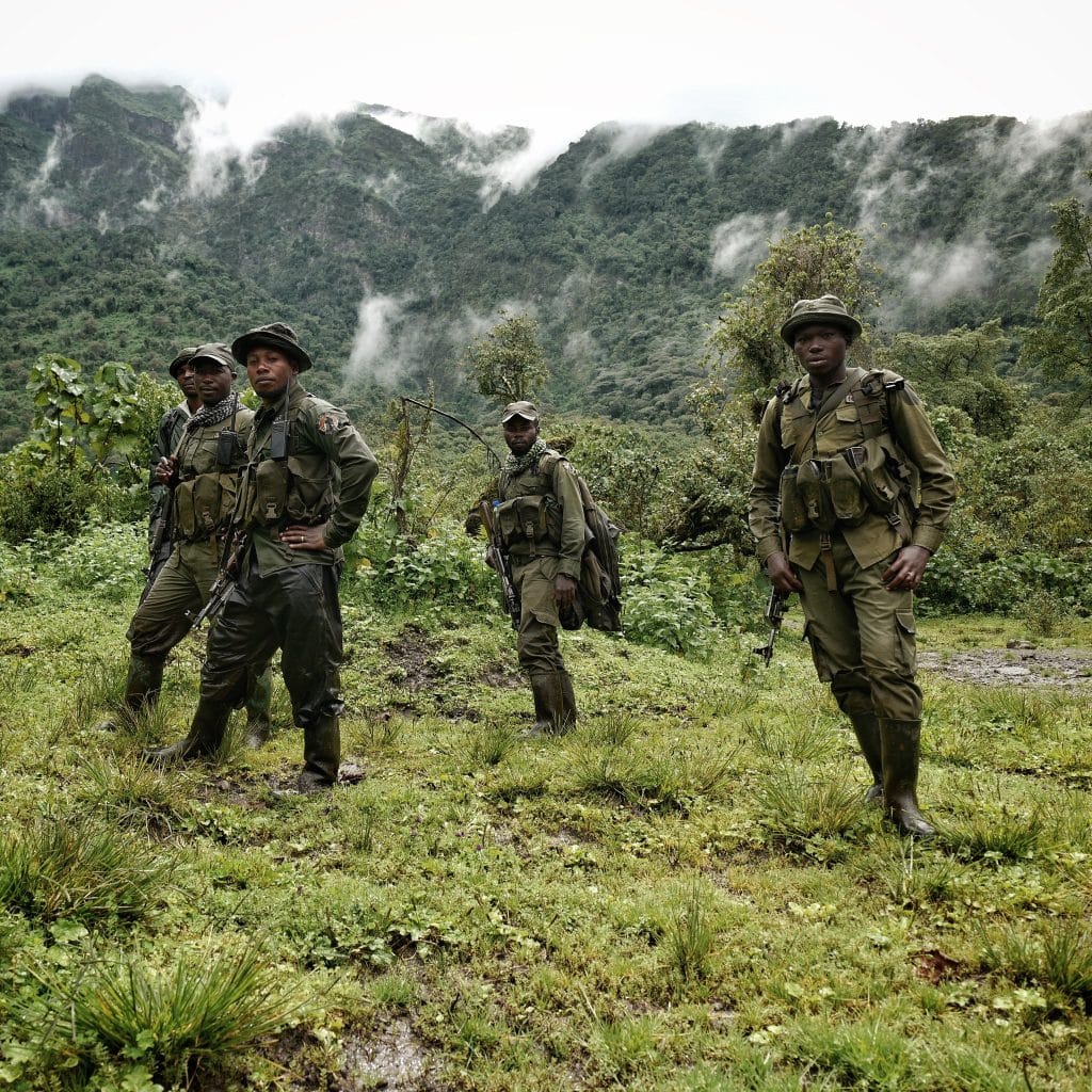 RDC : 14 ONG accusent les rebelles du M23 de pillage dans le parc des Virunga